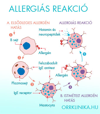 Allergia mechanizmusa 